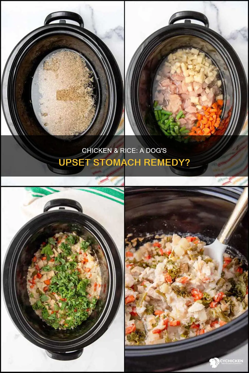 does chicken and rice settle a dog