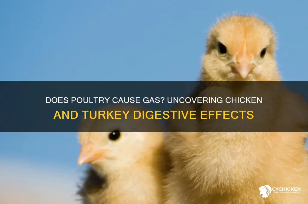 does chicken and turkey meat give you gas