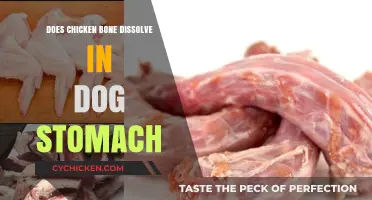 Can Dogs Safely Digest Chicken Bones? Facts and Risks Explained