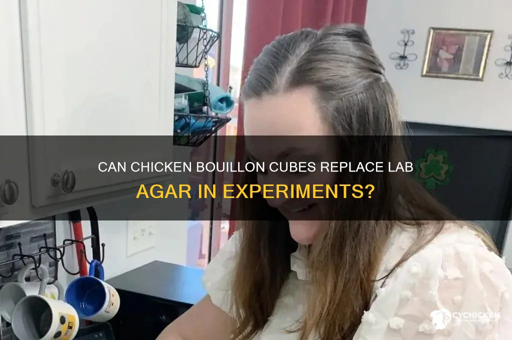 does chicken boullion cube work for lab agar