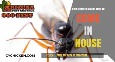 Chicken Leftovers: Uncovering the Ant Invasion in Your Home