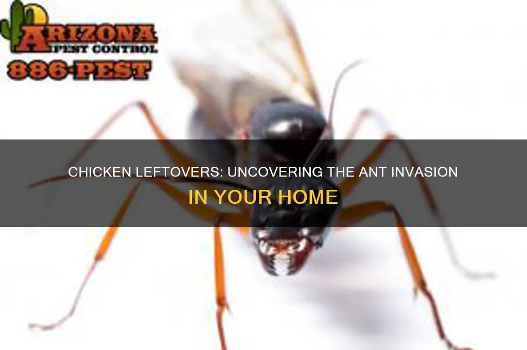 does chicken cause ants to come in house