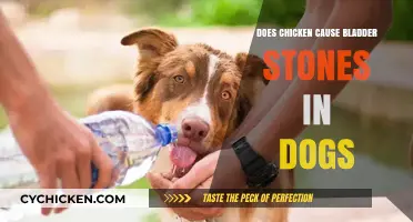 Can Chicken in Dog Diets Lead to Bladder Stones?