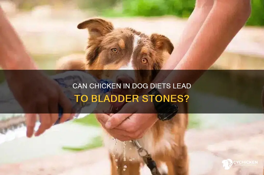 does chicken cause bladder stones in dogs