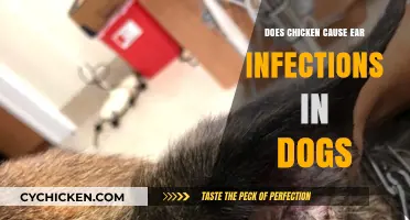 Can Chicken Trigger Ear Infections in Dogs? Facts and Myths
