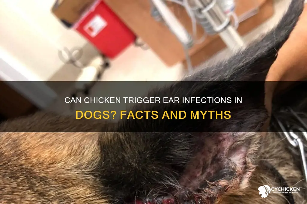 does chicken cause ear infections in dogs