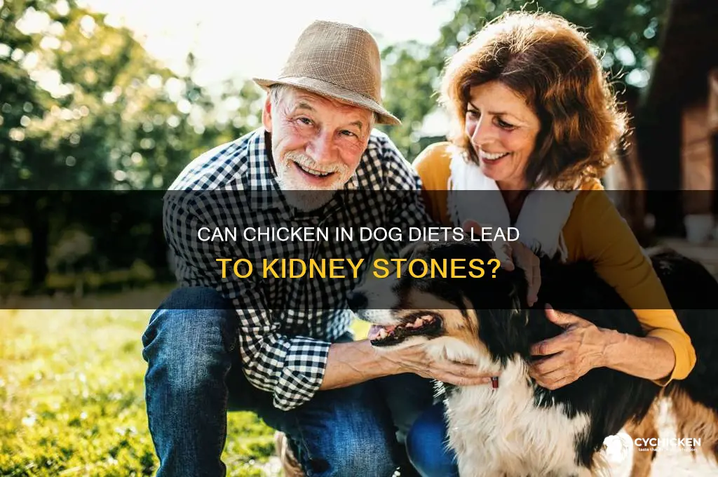 does chicken cause kidney stones in dogs