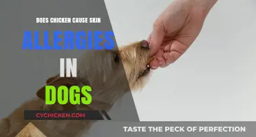 Can Chicken Trigger Skin Allergies in Dogs? Facts and Myths