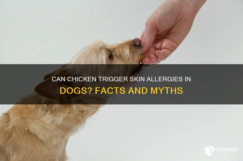 does chicken cause skin allergies in dogs
