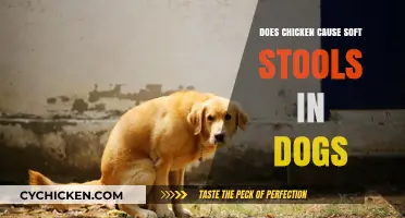 Can Chicken Lead to Soft Stools in Dogs? Facts Revealed