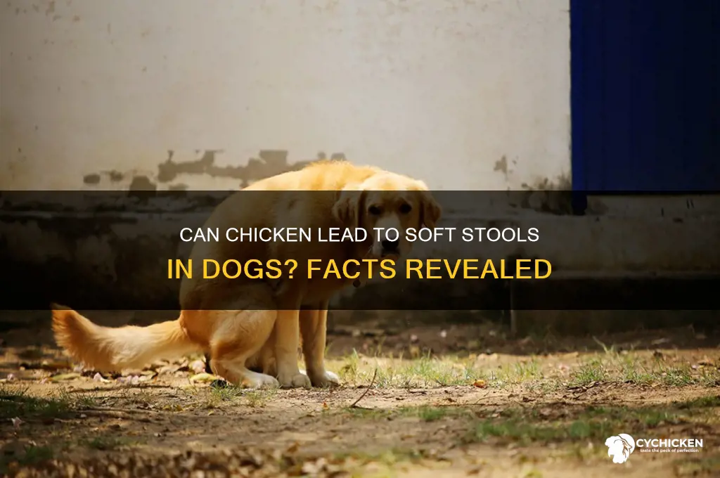 does chicken cause soft stools in dogs