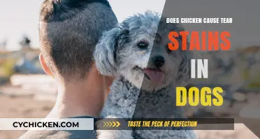 Chicken and Dog Tear Stains: Uncovering the Surprising Connection