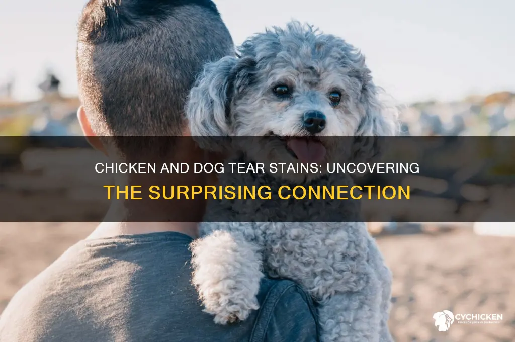 does chicken cause tear stains in dogs