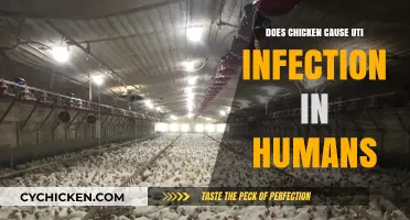 Does Chicken Consumption Increase UTI Risk in Humans?