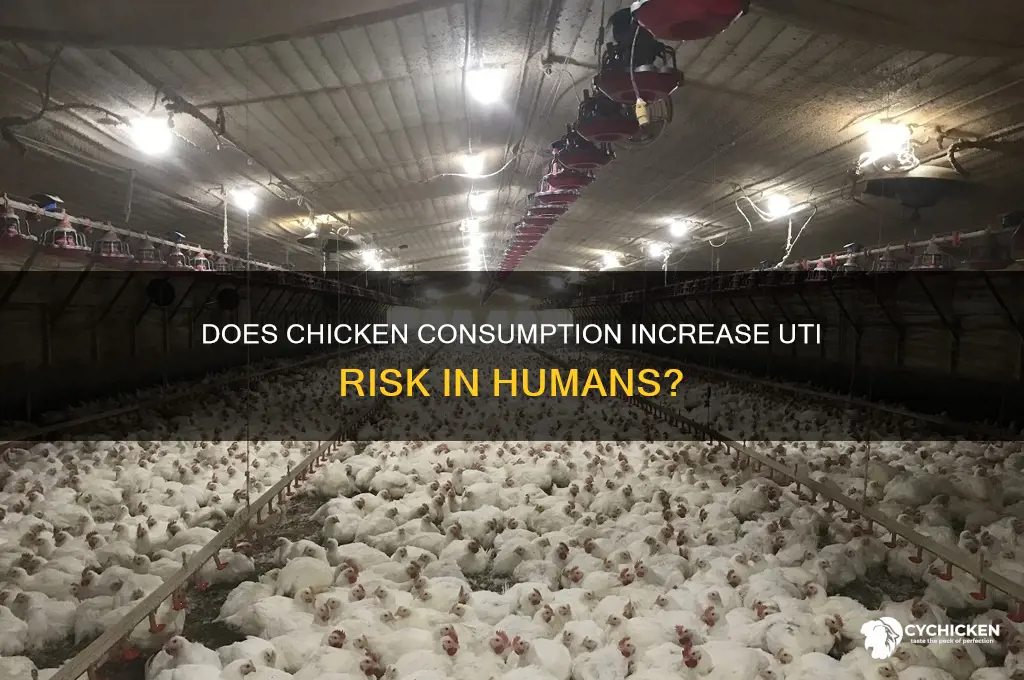 does chicken cause uti infection in humans