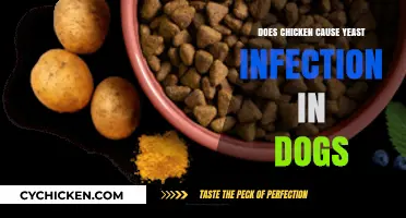 Can Chicken Trigger Yeast Infections in Dogs? Facts and Myths