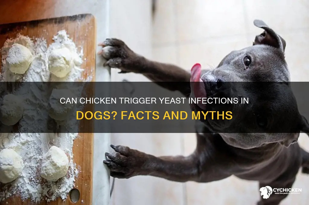 does chicken cause yeast infection in dogs