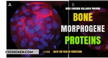 Chicken Collagen and Bone Morphogenetic Proteins: Unraveling the Connection