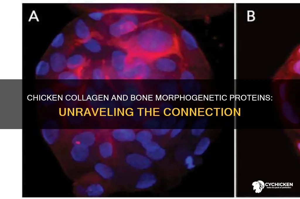 does chicken collagen provide bone morphogenetic proteins