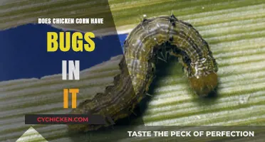 Does Chicken Corn Contain Bugs? Uncovering the Truth About Infestations