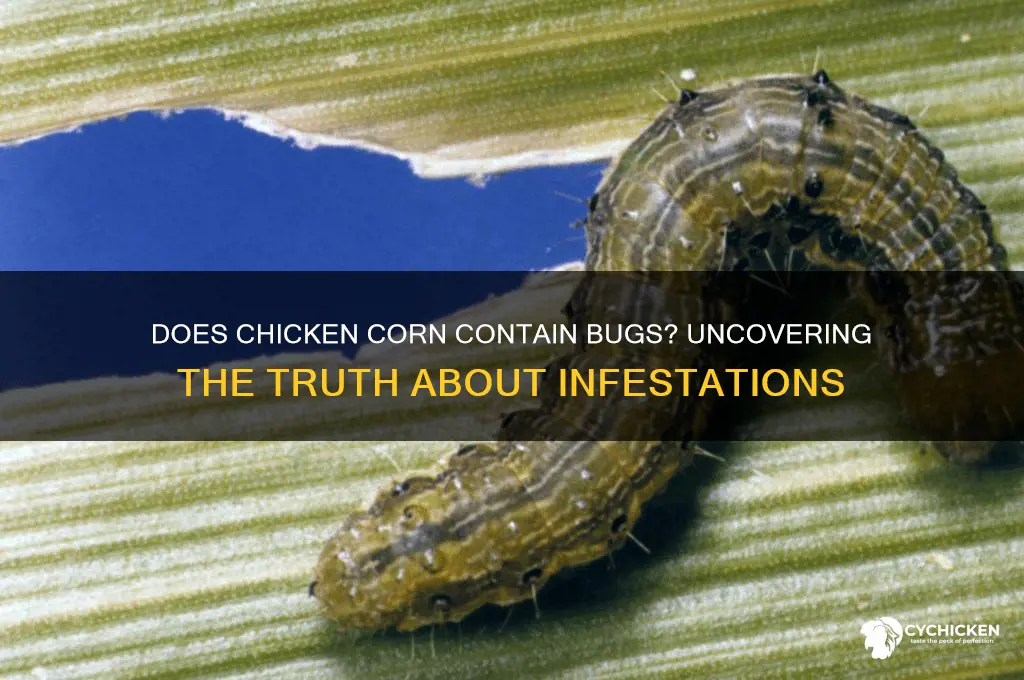 does chicken corn have bugs in it