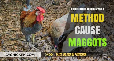 Chicken Deep Litter Method: Maggot Risks and Prevention Tips
