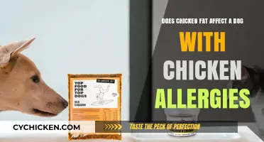 Chicken Fat and Dogs: Allergies and Triggers