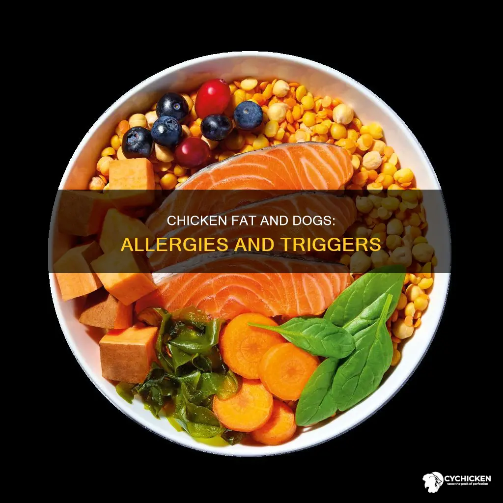does chicken fat affect a dog with chicken allergies