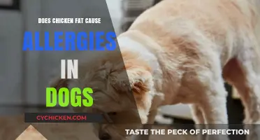 Can Chicken Fat Trigger Allergies in Dogs? What Owners Should Know