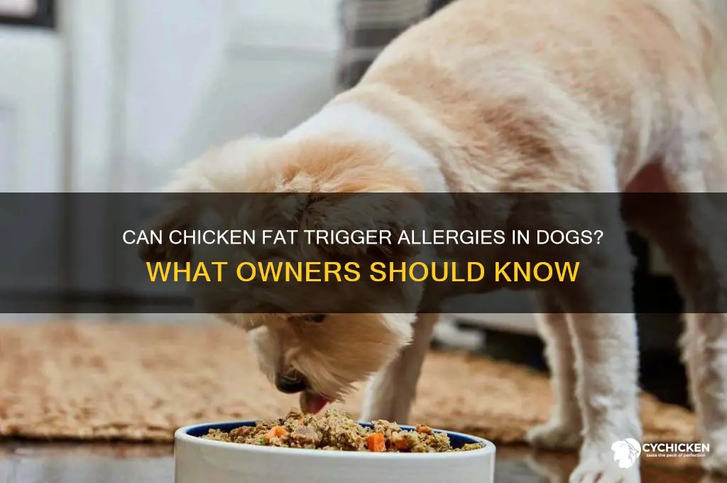 does chicken fat cause allergies in dogs