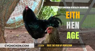 Aging Hens: How Age Impacts Chicken Fertility and Egg Production