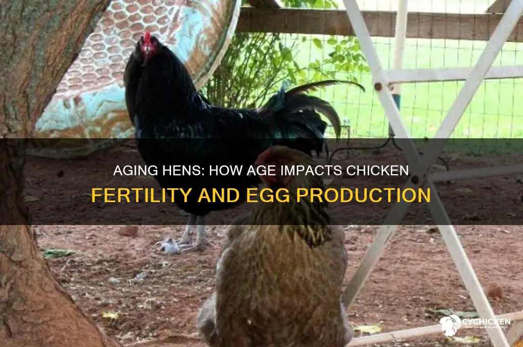 does chicken fertility decrease eith hen age