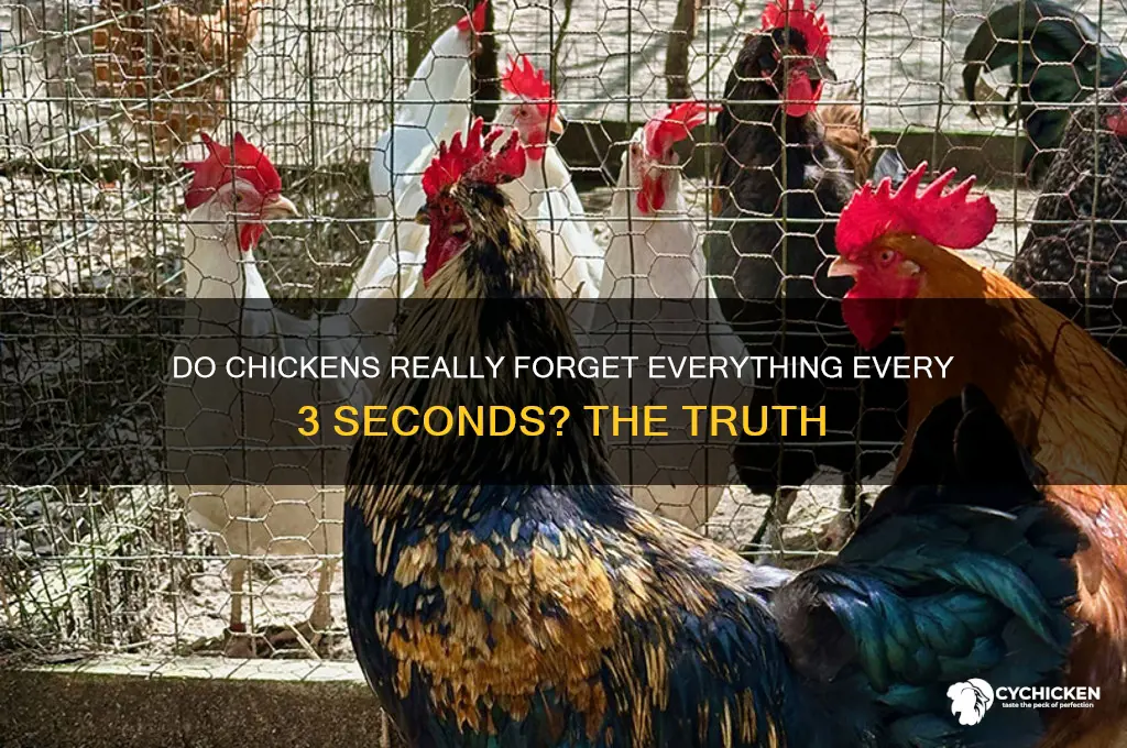 does chicken forget things every 3 seconds