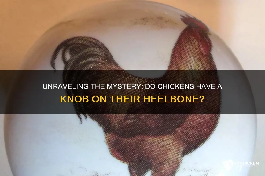 does chicken have a knob on the heelbone