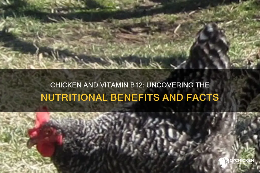 does chicken have a lot of b12