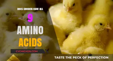Does Chicken Provide All 9 Essential Amino Acids? Find Out Here