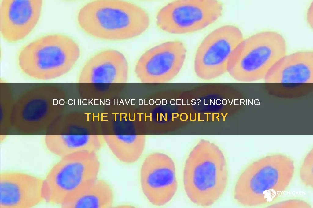 does chicken have blood cells in it