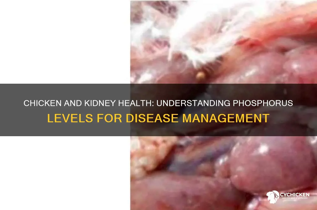 does chicken have high phosphorus for kidney disease
