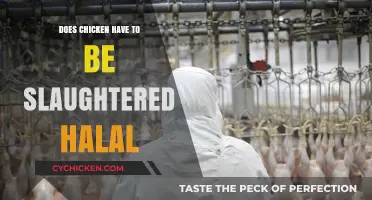 Halal Chicken Slaughter: Understanding the Necessity and Practices