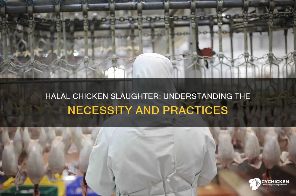 does chicken have to be slaughtered halal