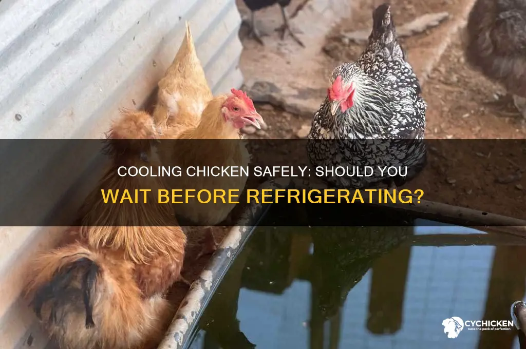 does chicken have to cool down before refrigerating