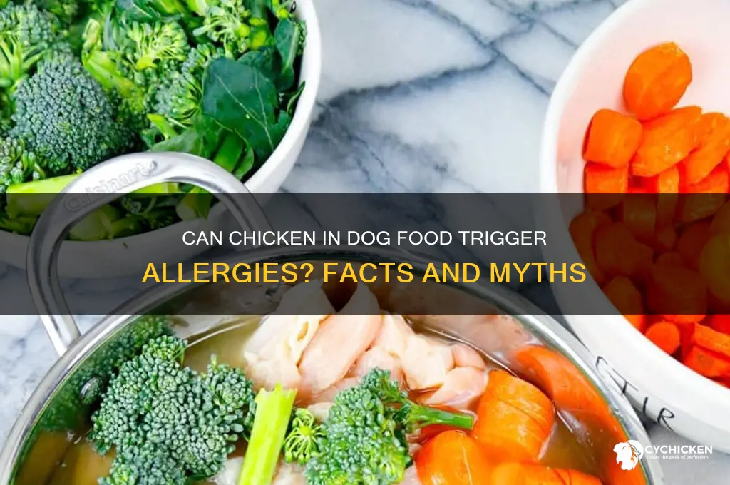 does chicken in dog food cause allergies