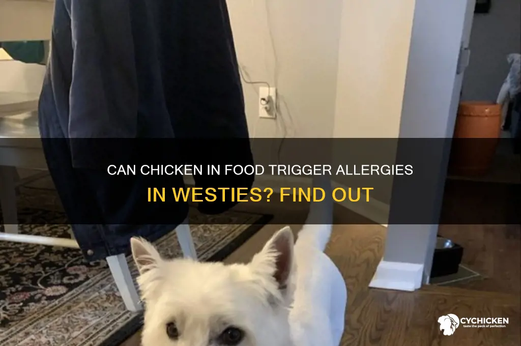 does chicken in food cause allergies in westies