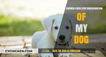 Can Chicken Liver Prevent Discoloration in Dogs? Facts and Insights