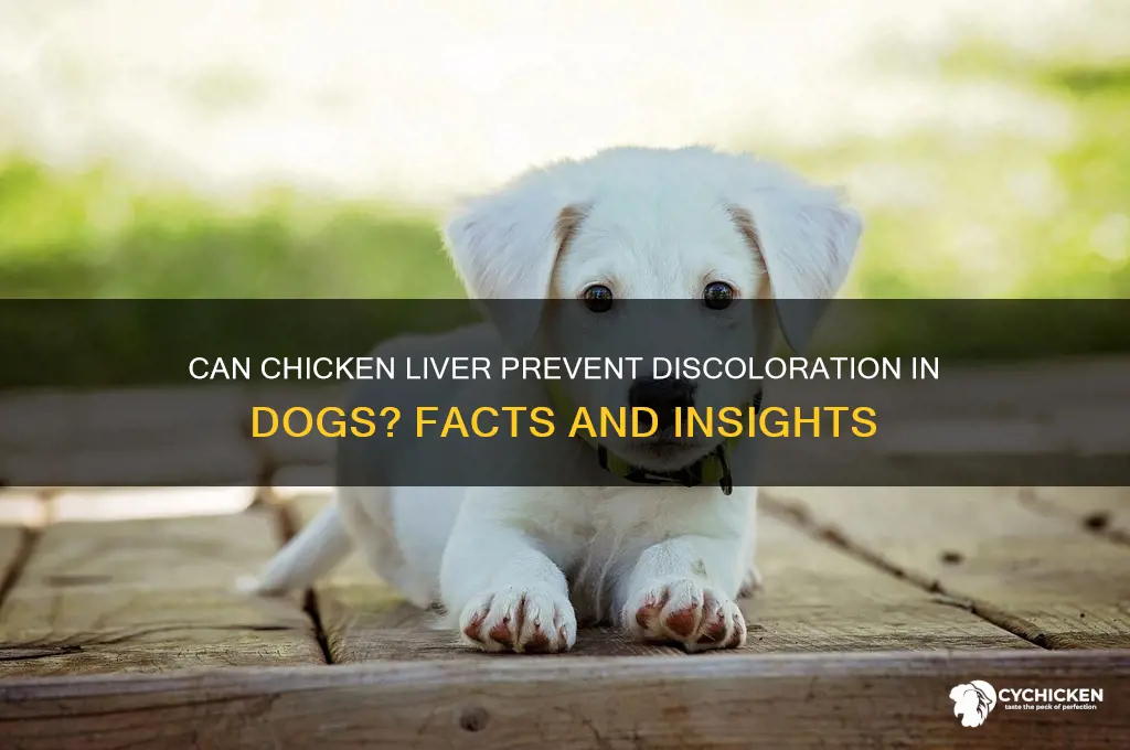 does chicken liver stop discoloration of my dog