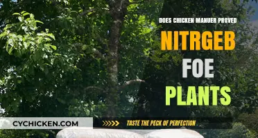 Does Chicken Manure Provide Nitrogen for Plants? A Gardening Guide