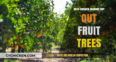 Can Chicken Manure Cause Fruit Trees to Dry Out?