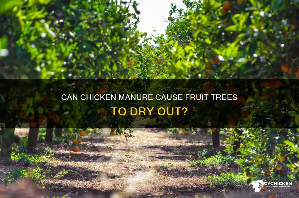 does chicken manure dry out fruit trees