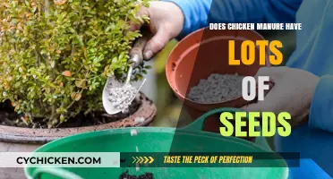 Chicken Manure and Seeds: Uncovering the Truth About Contamination