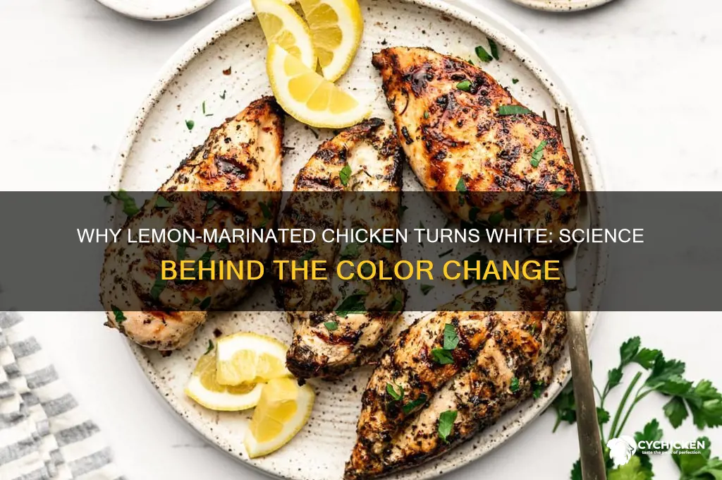 does chicken marinated in lemon turn white
